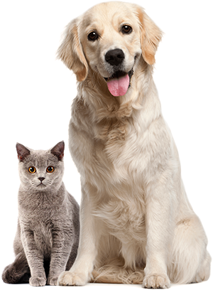 about cats and dogs