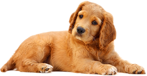 dog-img
