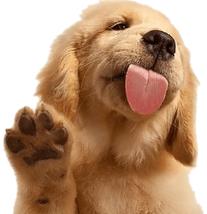 puppe